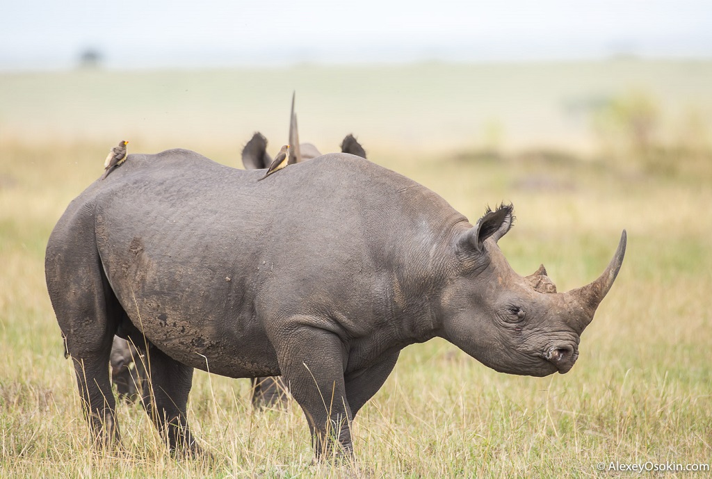 ​​Зачем носорог валяется в грязи? 10+ интересных фактов о носорогах.