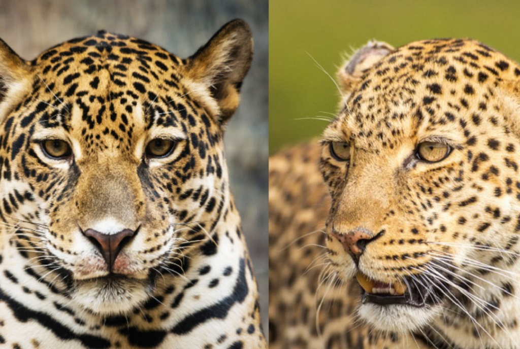 Леопард и Ягуар - в чем отличие?