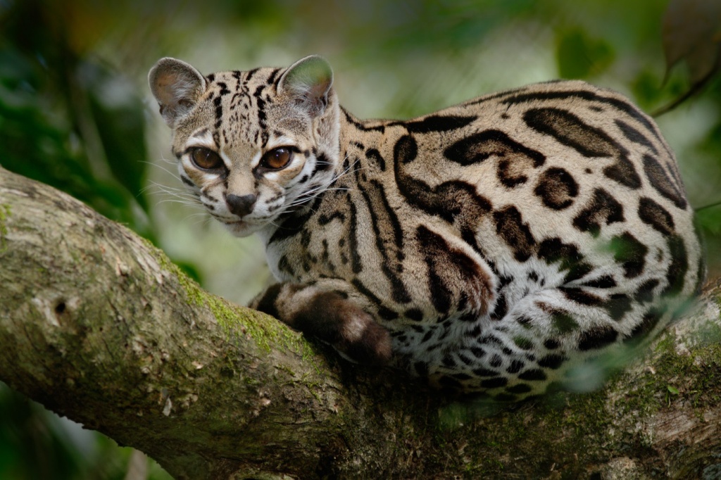 19-Leopardus wiedii.JPEG