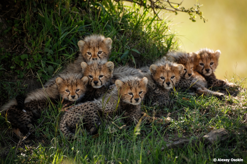 7 cheetahs-2.jpg