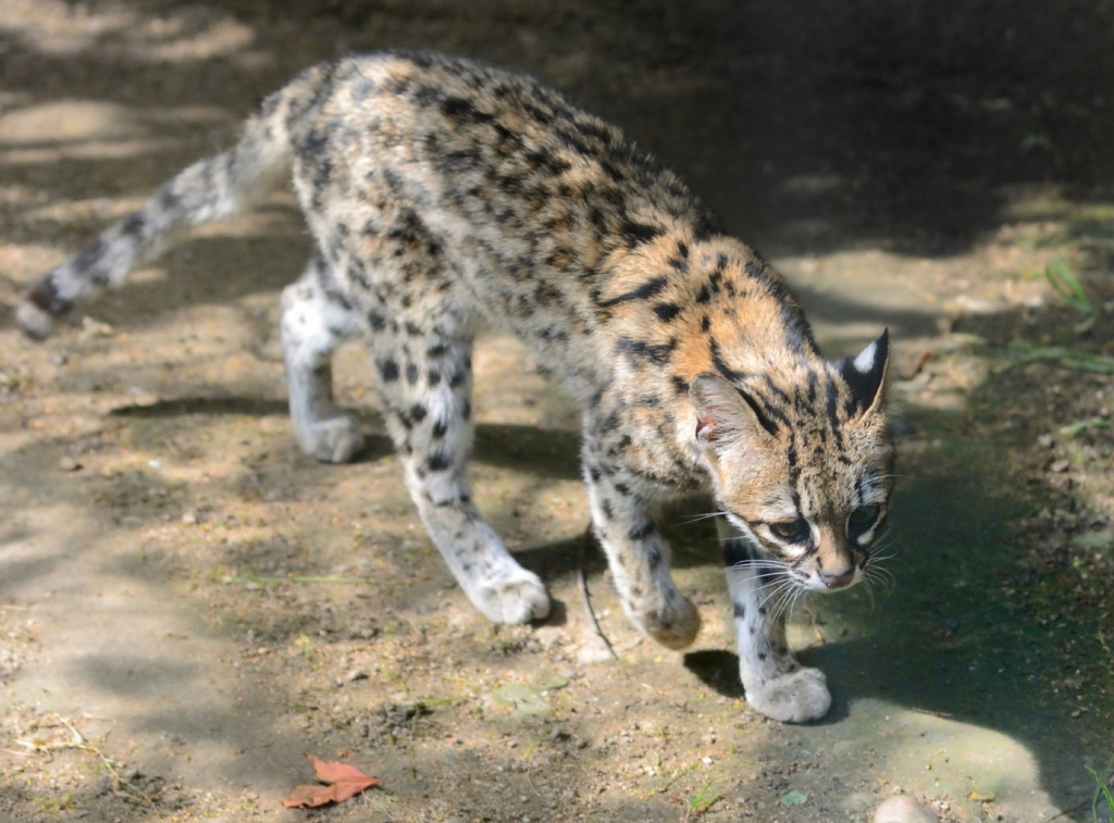 18-Leopardus tigrinus.JPEG