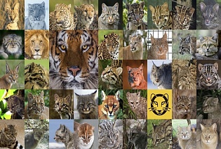 Все семейство кошачьих - 41 вид с фотографиями